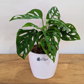 Monstera Adansonii, with 5.5 inches white decor pot